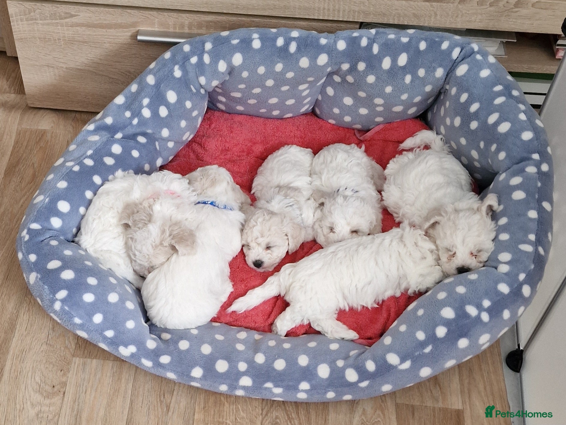 Bichon Frise dogs Bichon Frise Puppies – Champion Bloodlines  - Advert 2