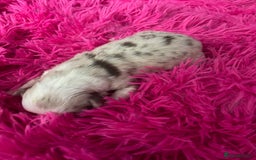 Australian Shepherd dogs for sale: Beautiful Australian Shepherd KC registration🥰 - Image 11