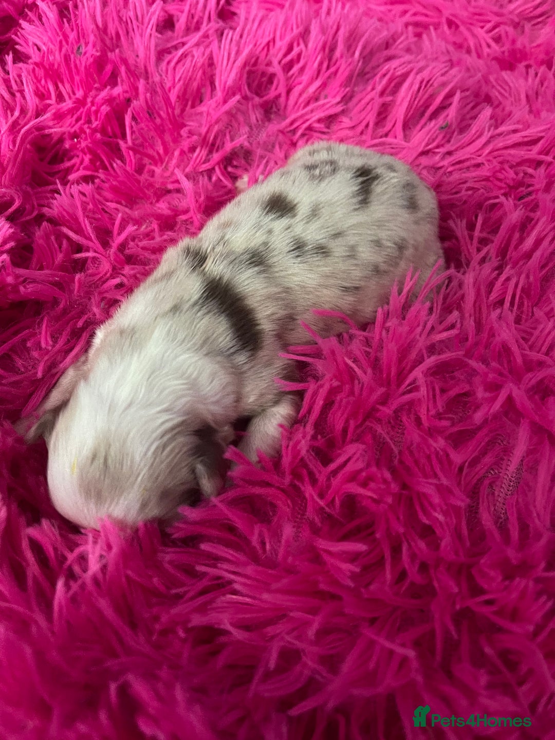 Australian Shepherd dogs for sale: Beautiful Australian Shepherd KC registration🥰 - Image 11
