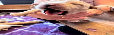 Labrador Retriever 3