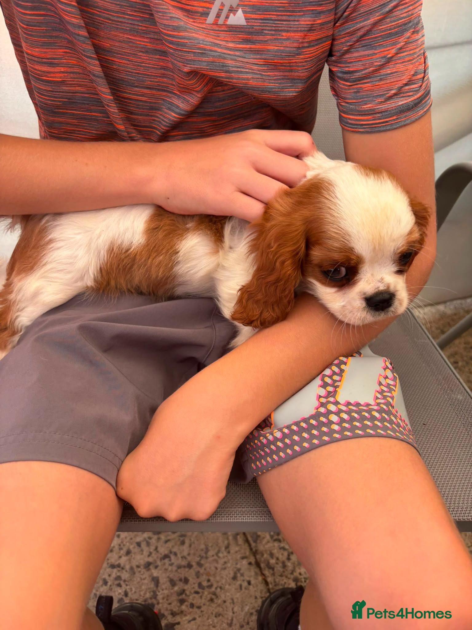 Cavalier King Charles Spaniel dogs Beautiful girl  Cavalier King Charles Puppies  - Advert 1