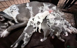 American Bully dogs for sale: Abkc Pocket Bully X Abkc classic Bully puppies - Image 1