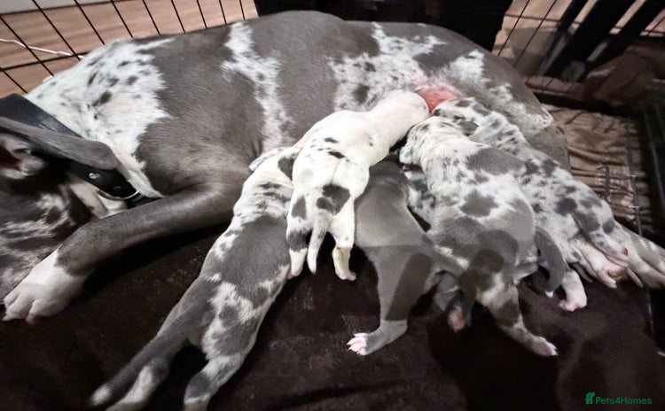 American Bully dogs - Advert 1