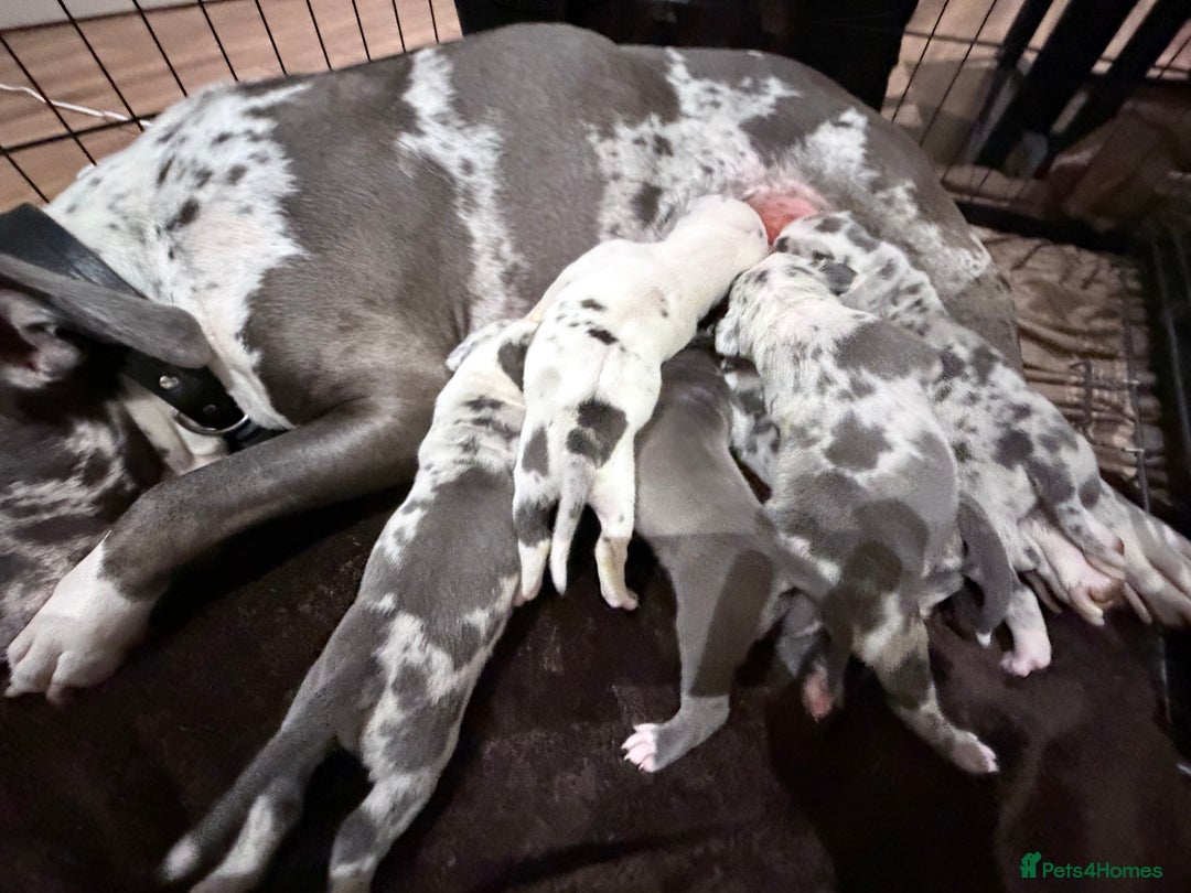 American Bully dogs for sale: Abkc Pocket Bully X Abkc classic Bully puppies - Image 1