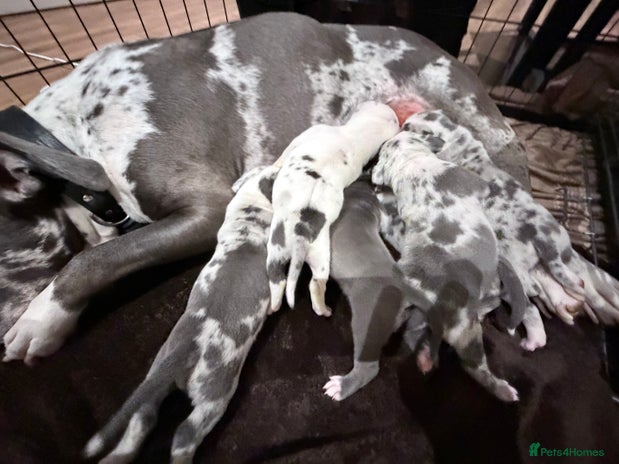 American Bully dogs - Advert 1