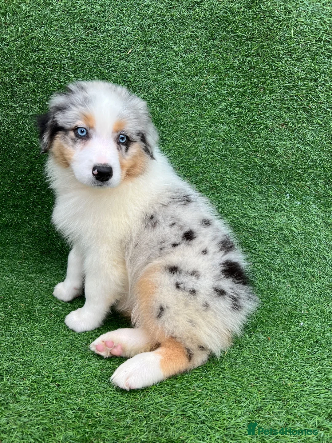 Australian Shepherd dogs for sale: Australian Shepherd Puppies  - Advert 1