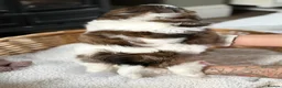 Shih Tzu dogs for sale: 5 purebred adorable fluffy shihtzu’s ready to view - Advert 28