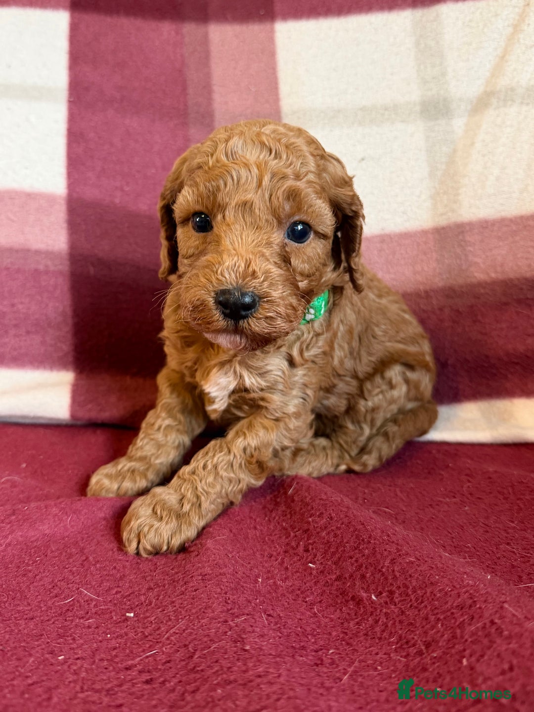 Labradoodle dogs for sale: Adorable Miniature Labradoodle F1bb Puppies🤩 - Image 18