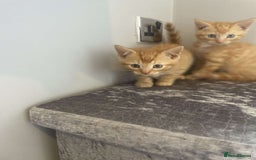 Mixed Breed cats for sale: Lovley kittens looking for there forever homes  - Image 2