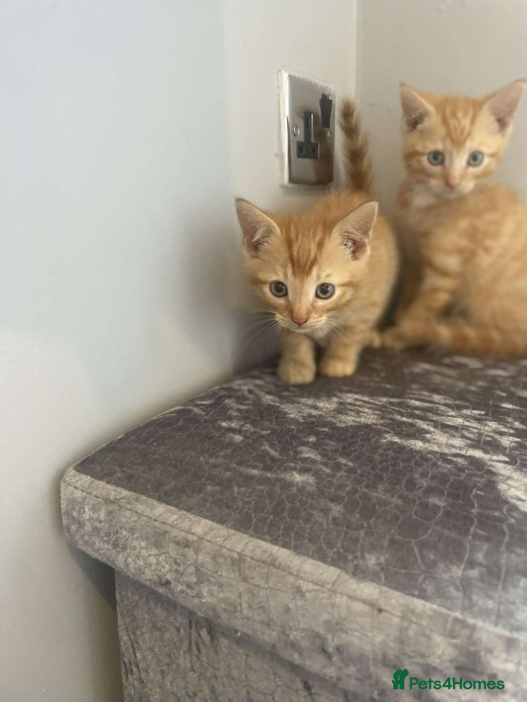 Mixed Breed cats for sale: Lovley kittens looking for there forever homes  - Image 2