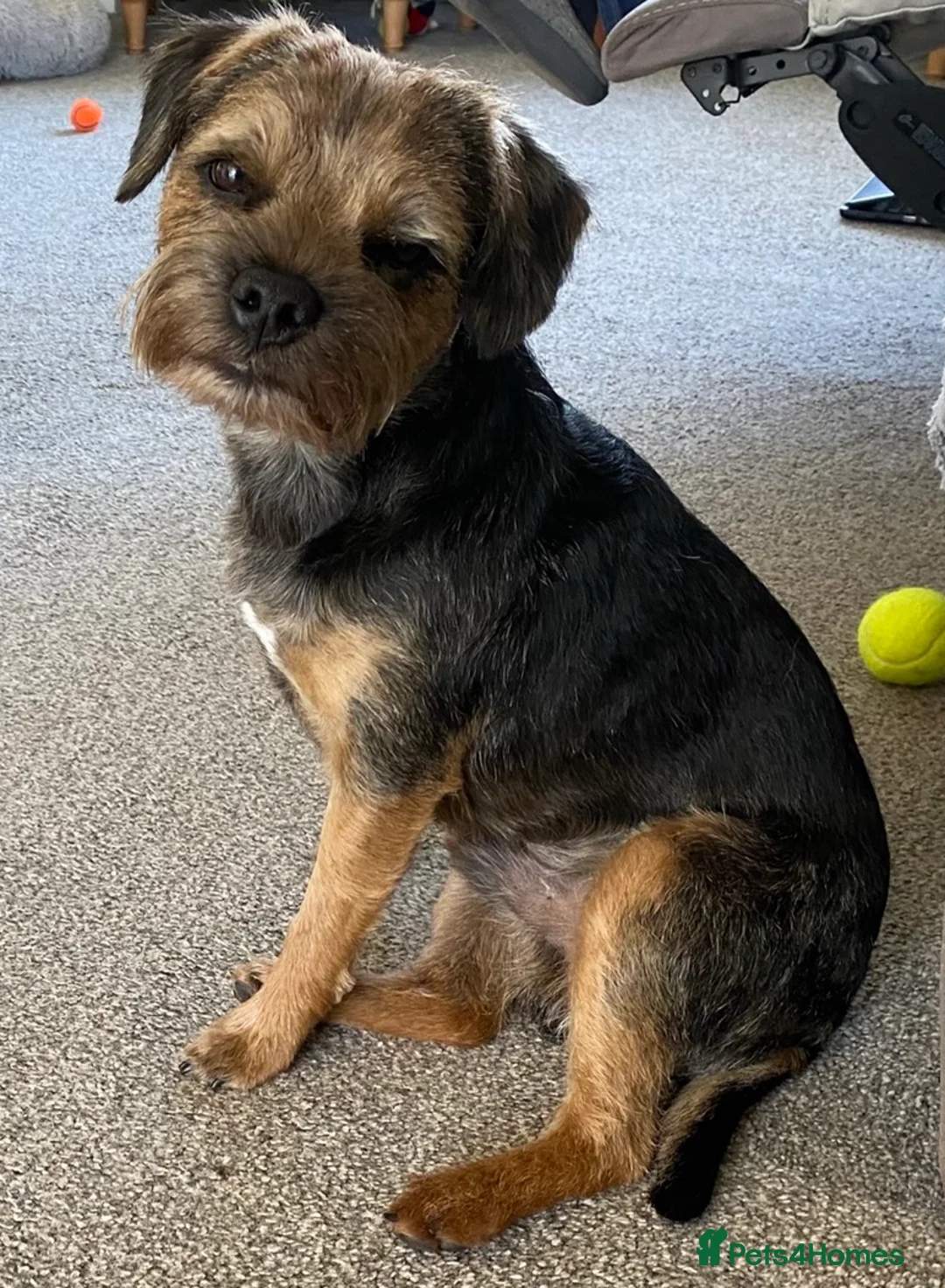 Border Terrier dogs for stud: Proven Blue & tan Border Terrier stud SLEM clear in Troon - Advert 4