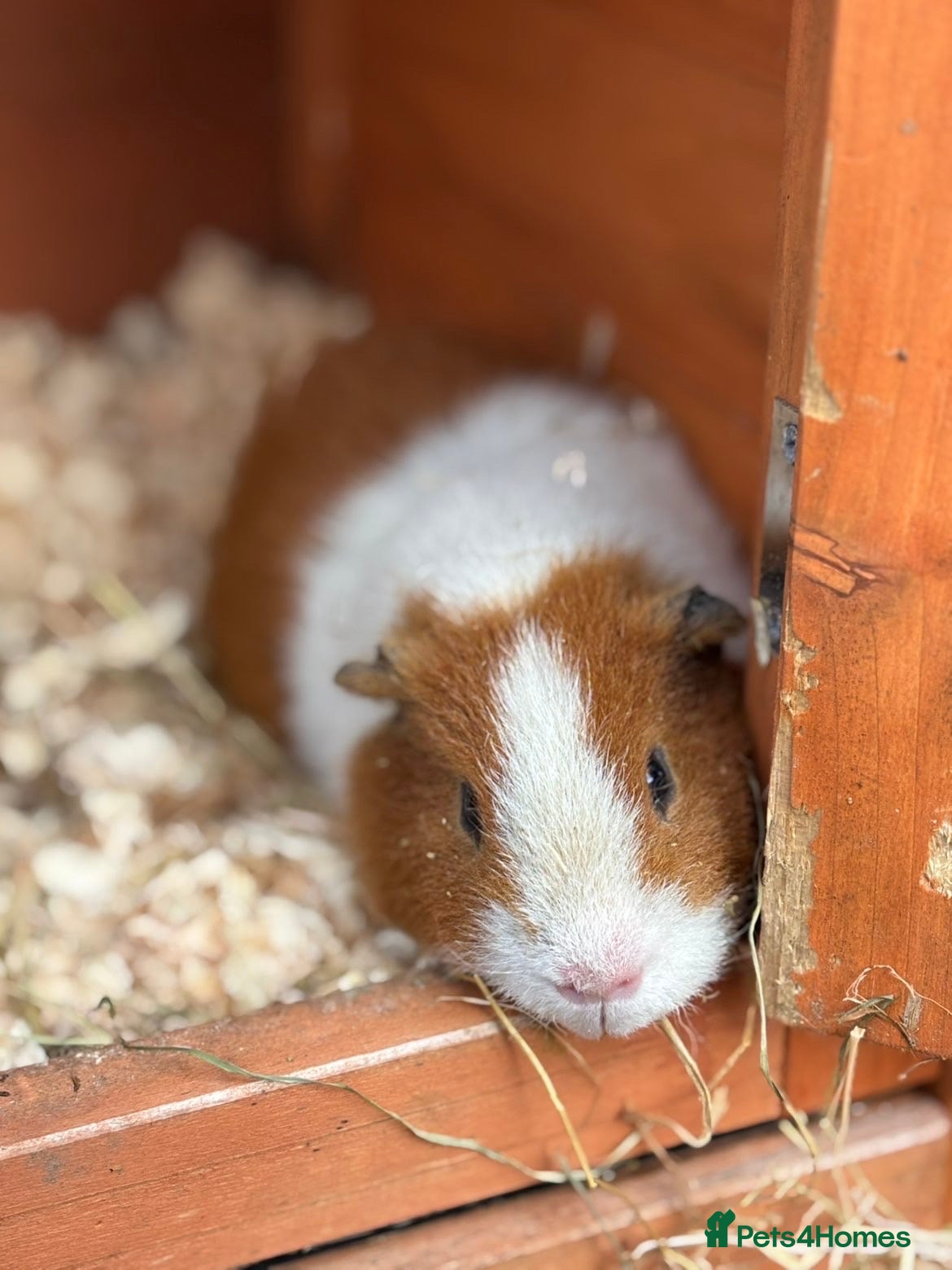 Guinea Pig rodents Teddy bore for sale - Advert 4