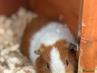 Guinea Pig rodents Teddy bore for sale - Advert 4