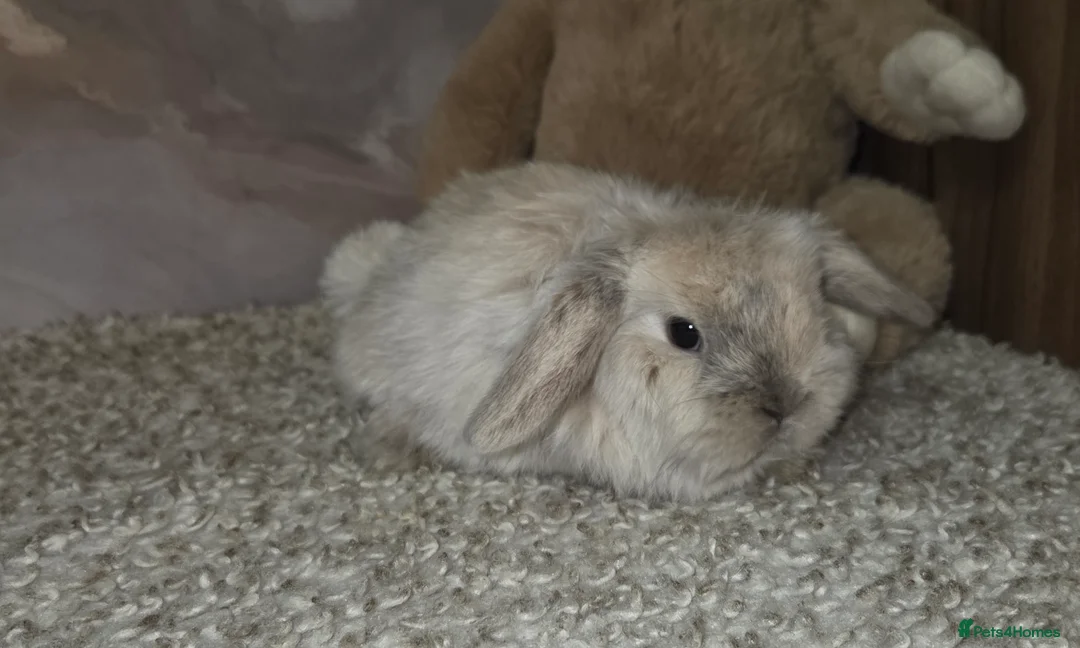 Mini Lop rabbits for sale: PURE MINI LOP BUNNIES ( All COLOURS) - Advert 36