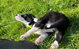 Border Collie dogs for sale: 4 border collie males looking for forever homes  - Image 18