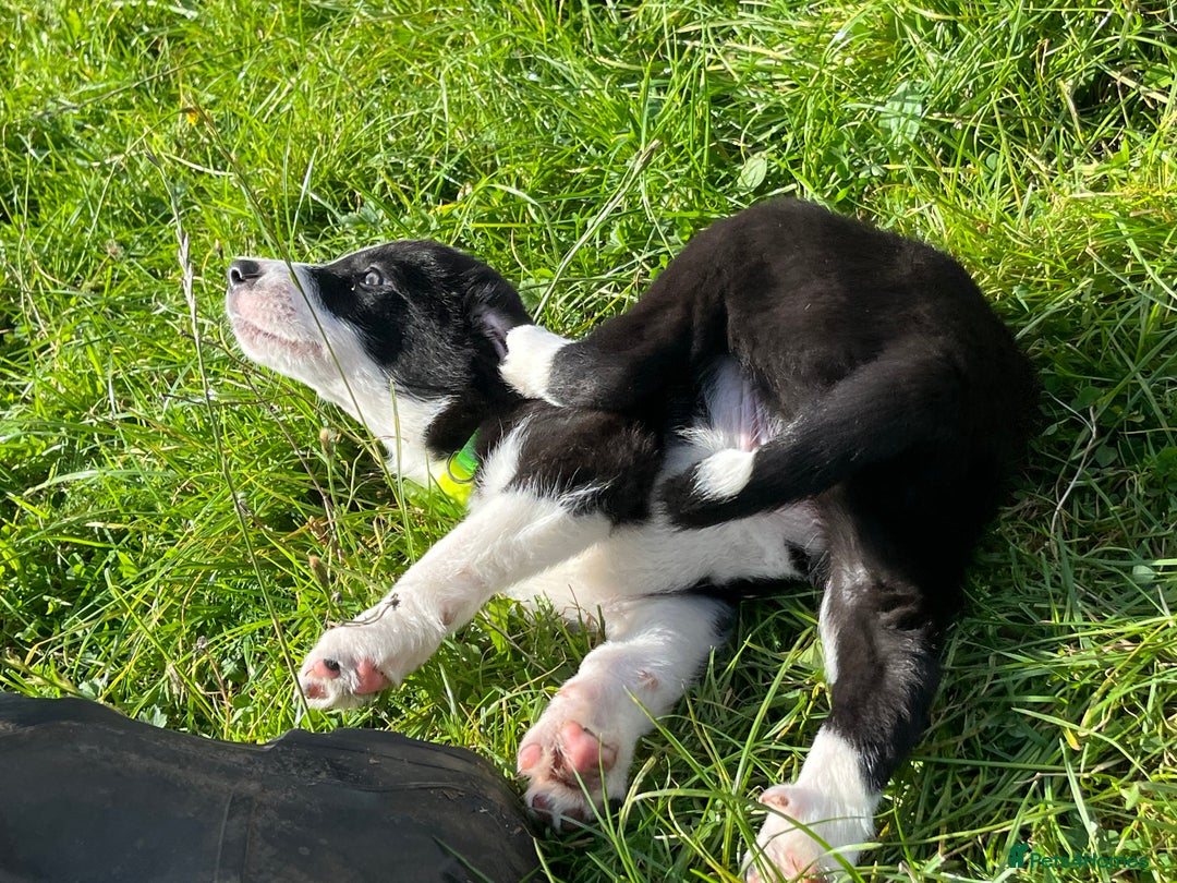 Border Collie dogs for sale: 4 border collie males looking for forever homes  - Image 18