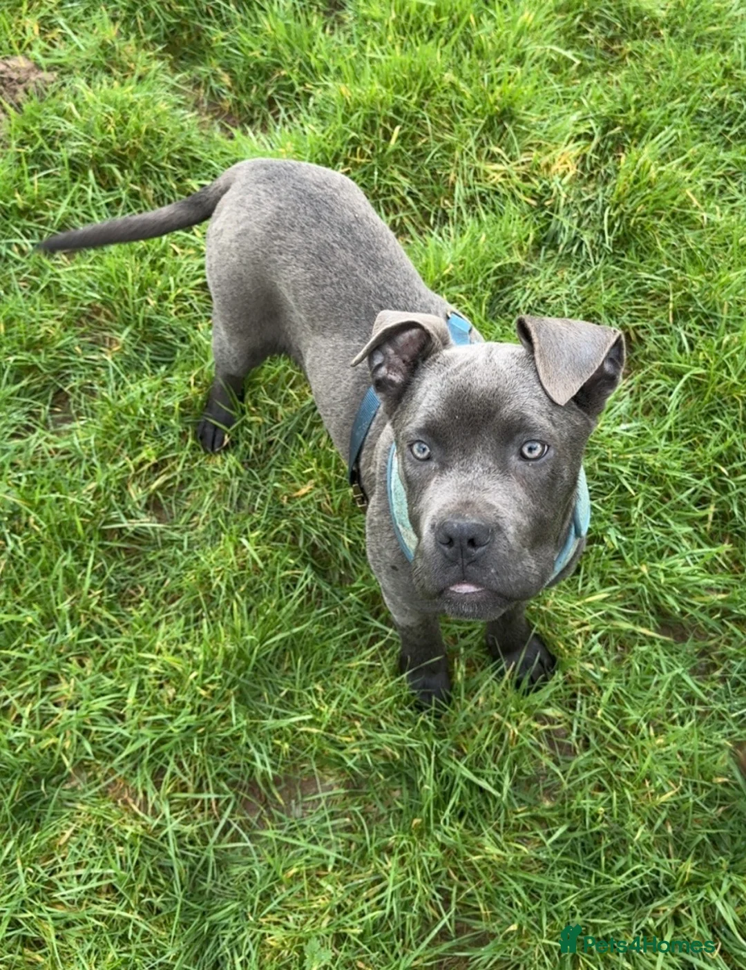 Cane Corso dogs for sale: Skye  - Advert 2