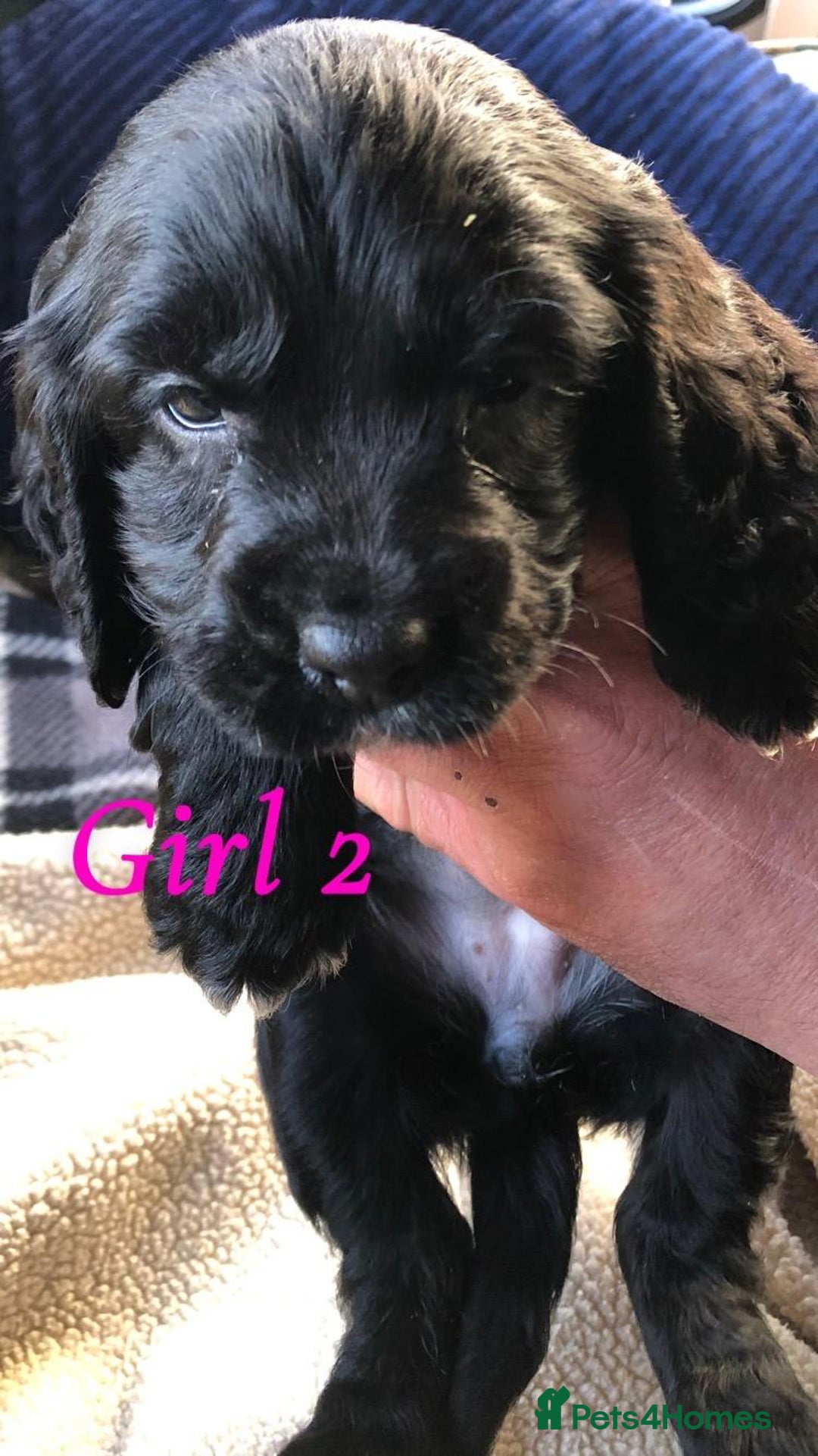 Cocker Spaniel dogs for sale: Beautiful Cocker Spaniel Puppies - Advert 5