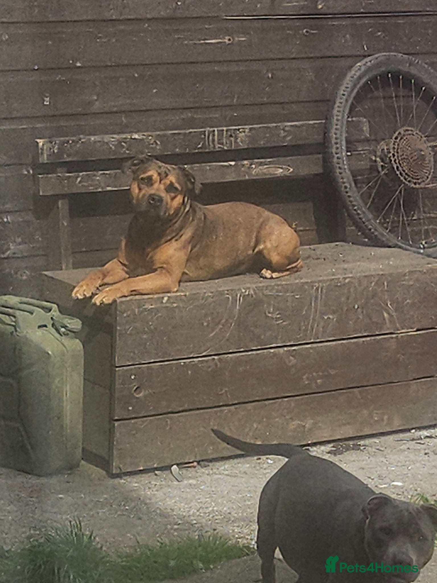 Staffordshire Bull Terrier dogs for sale: 8 staffy puppies looking for forever homes  in Alloa - Advert 4