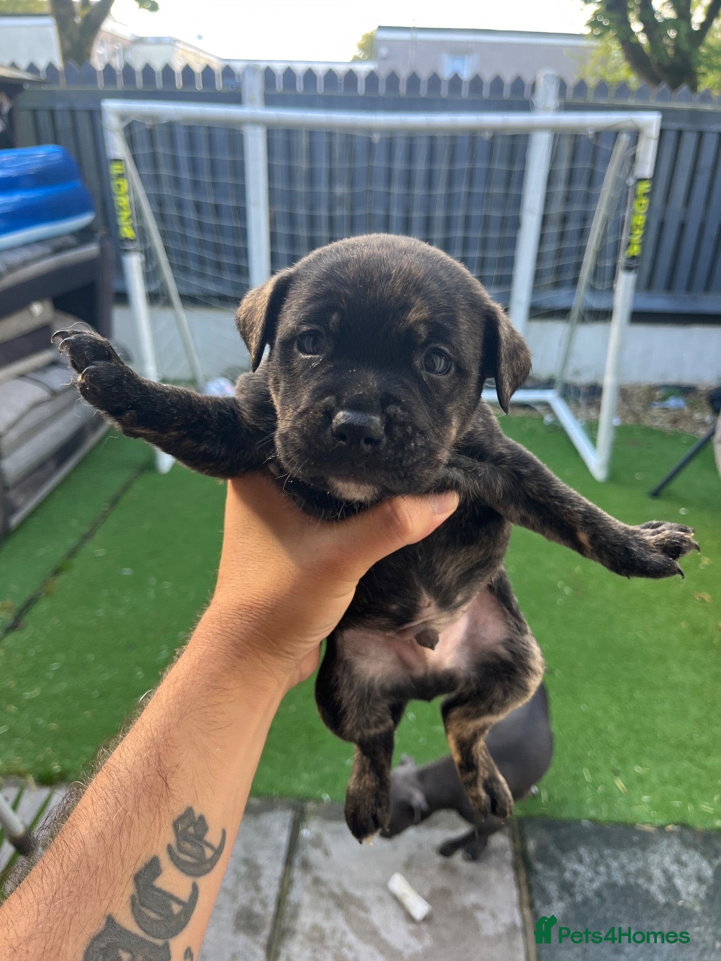 Staffordshire Bull Terrier dogs Blue American staffies - Advert 5