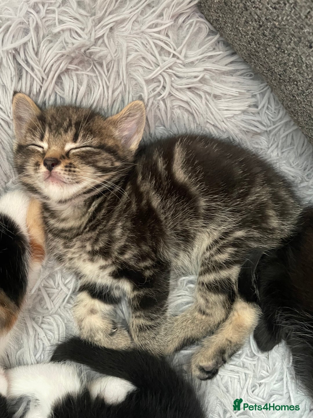 British Shorthair cats for sale: 8 adorable kittens - Image 4