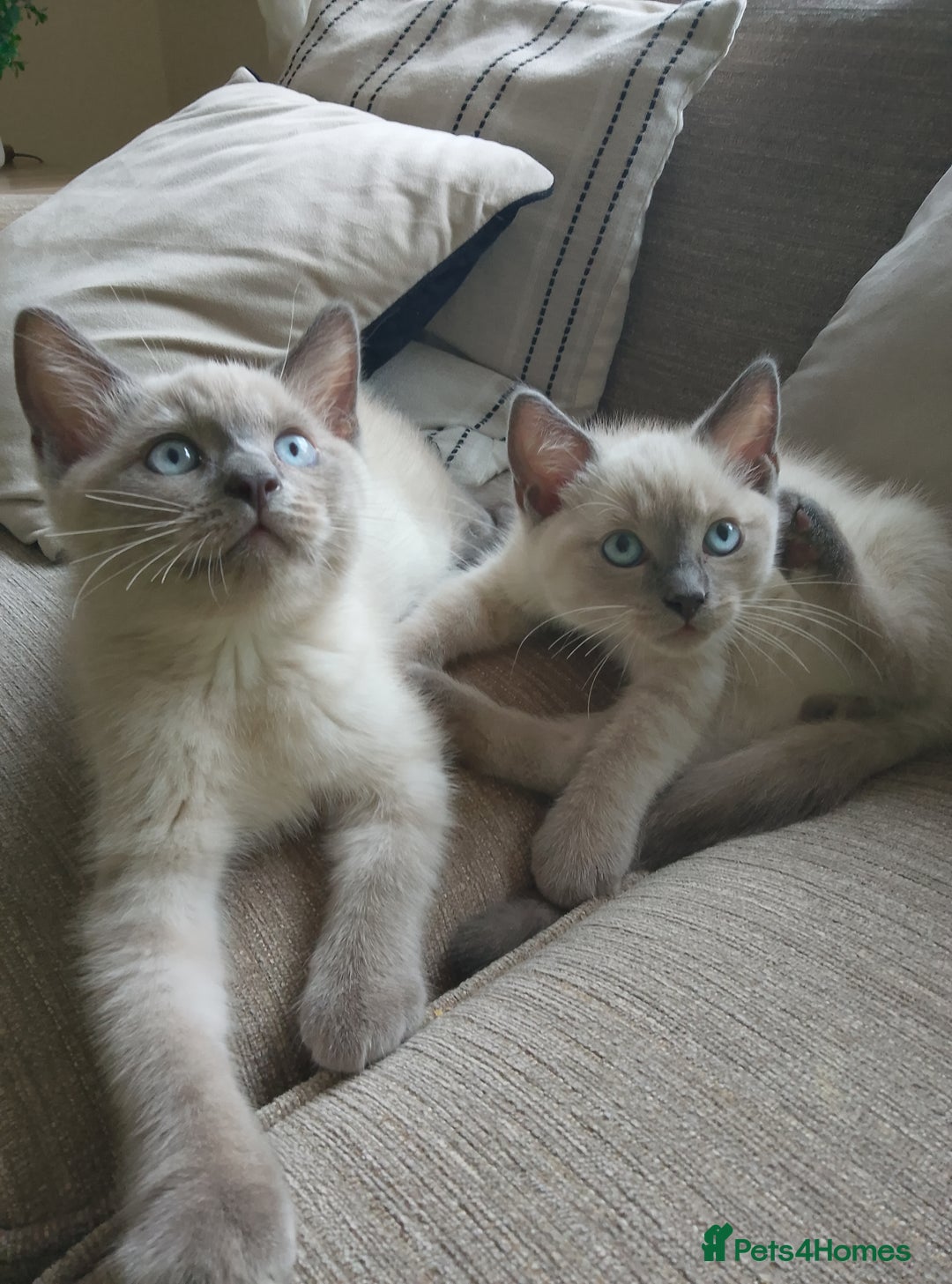 Ragdoll cats for sale: Ragdoll and BSH rare colour kittens (5 left) - Image 9
