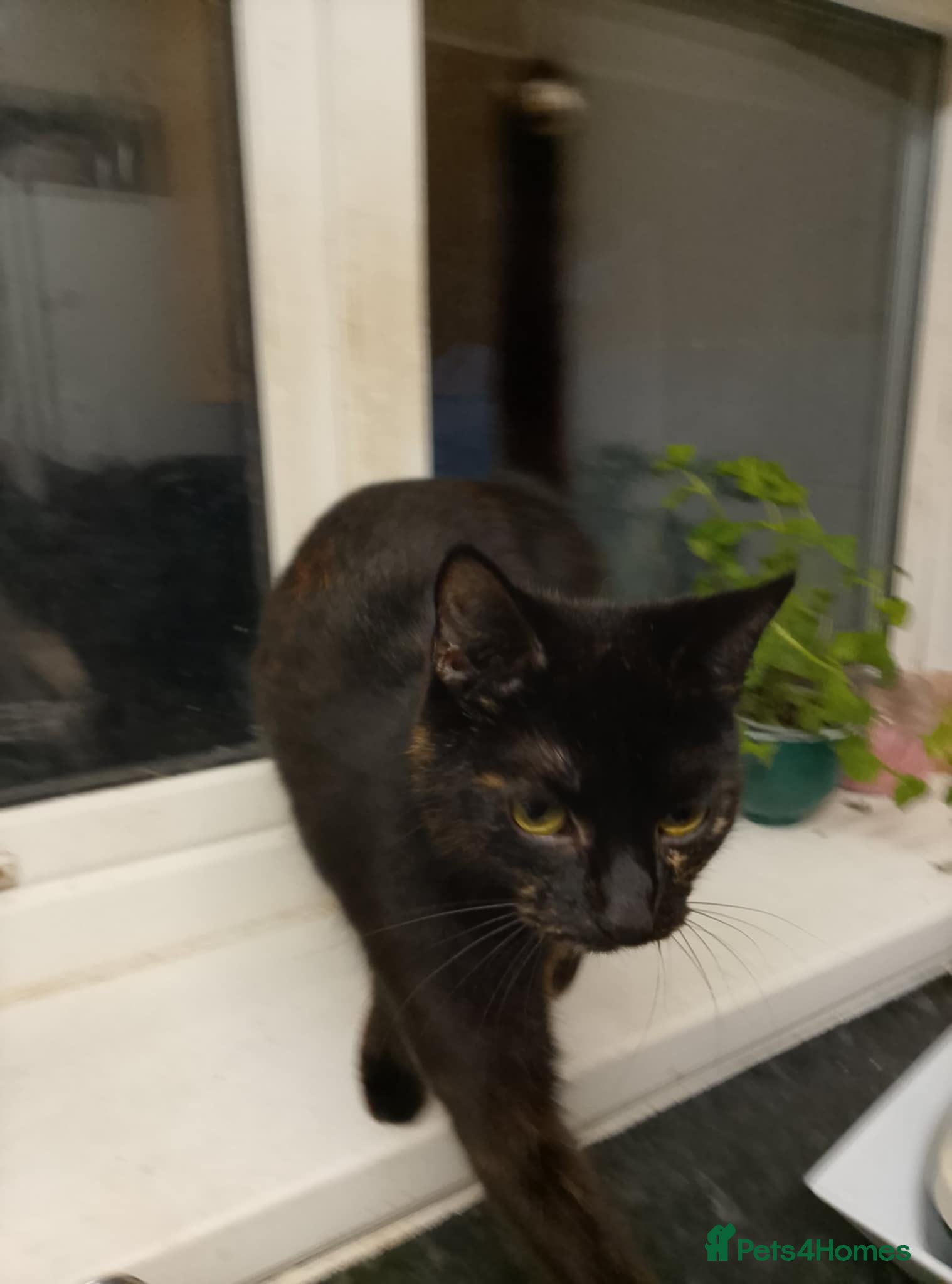 Mixed Breed cats 2 beautiful kittens looking for there homes - Advert 17