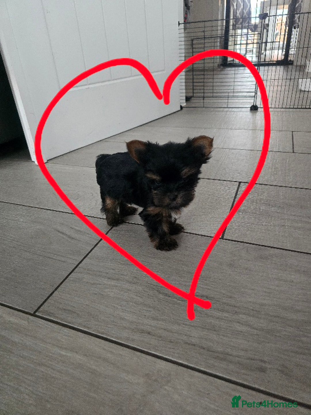 Yorkshire Terrier dogs for sale: Tiny gorgeous baby boys - Image 8