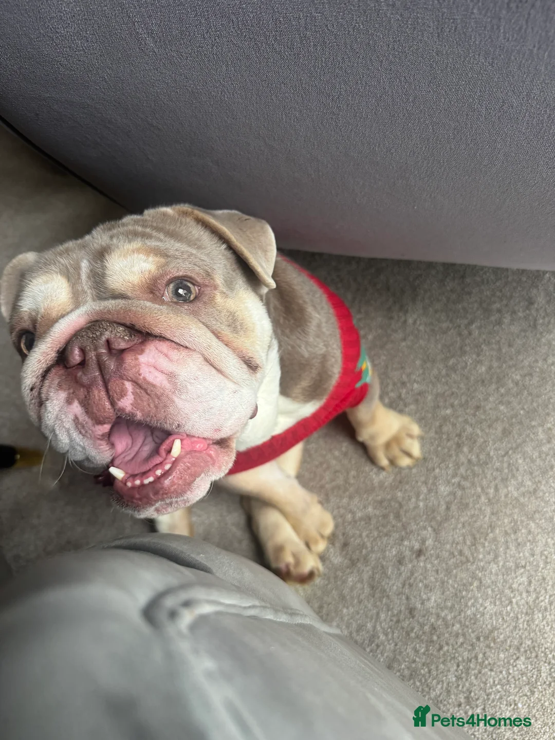 English Bulldog dogs for sale: Stunning girl KC registered bulldog 💕💕💕💕 - Advert 4