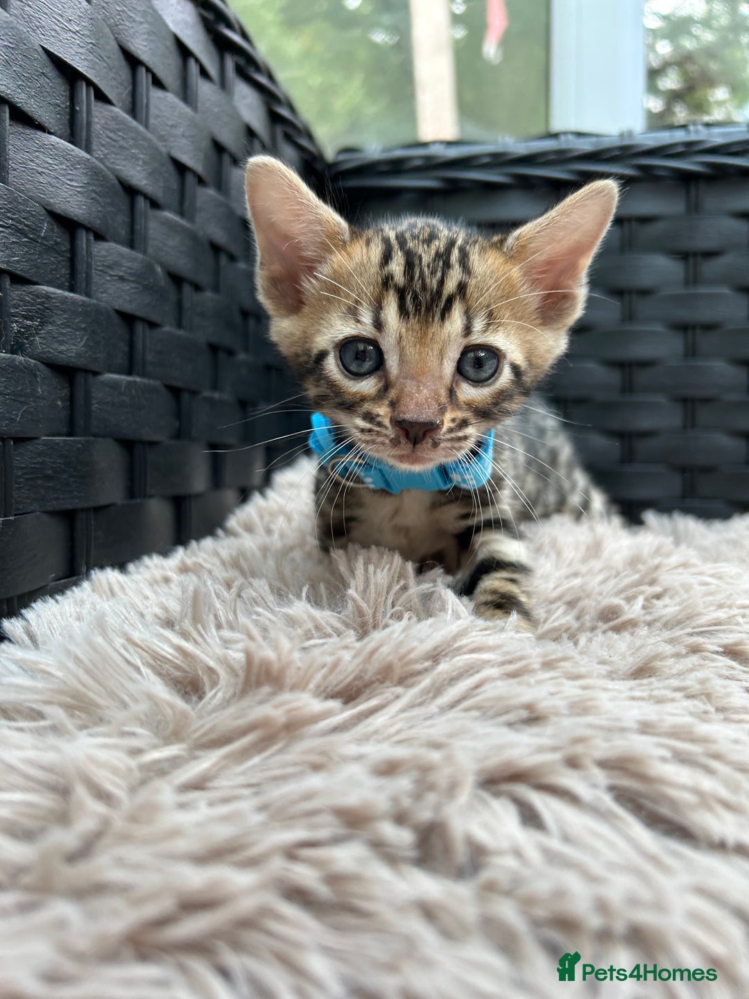 Bengal cats for sale: ❤️ PURE BENGAL KITTENS FOR RESERVATION! ❤️ in Birmingham - Image 6