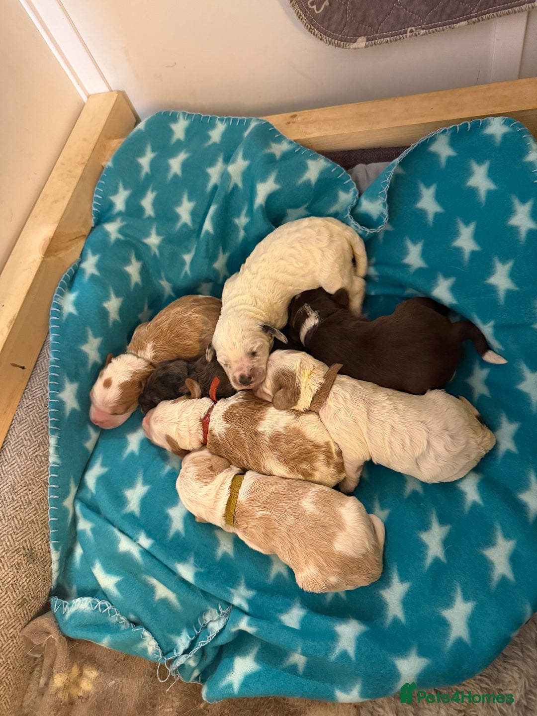 Cockapoo dogs for sale: 4 males and 1 female  - Advert 11