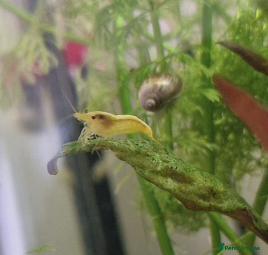 Shrimps fish for sale: 🔥RED, BLUE & YELLOW SHRIMP 🦐 + a free plant 🍃 - Image 12