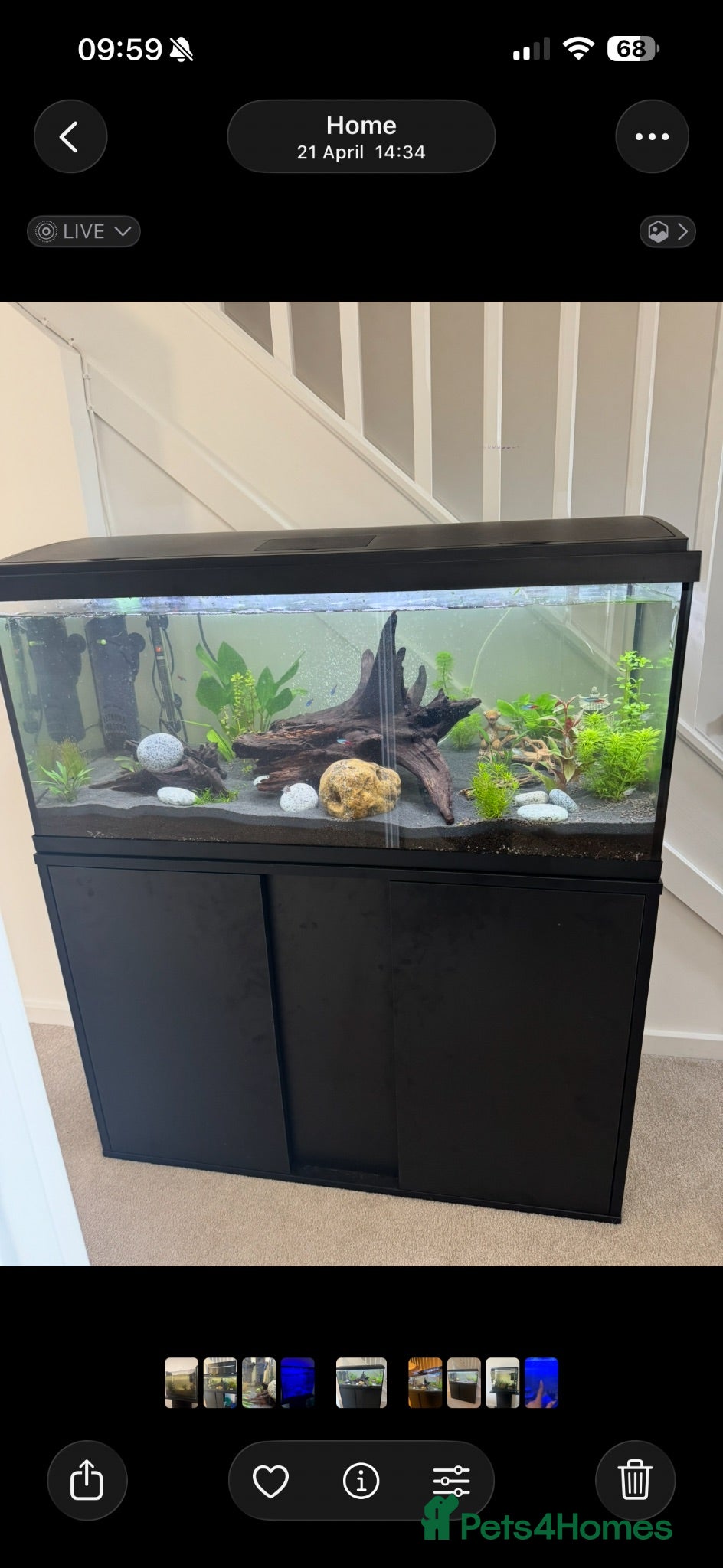 Shrimps fish Fish, shrimp and fish tank all to go  - Advert 7
