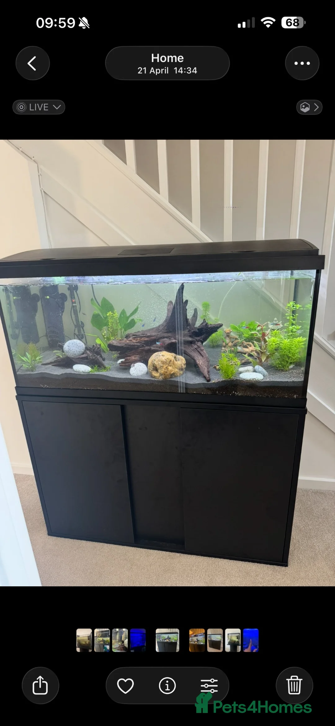 Shrimps fish for sale: Fish, shrimp and fish tank all to go  - Advert 1