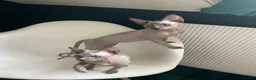 Sphynx cats for sale: Amazing Sphynx  - Advert 7
