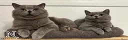 British Shorthair cats for sale: ‼️1 LEFT REDUCED‼️ GCCF REGISTERED BSH 🐻 🧸  - Advert 11