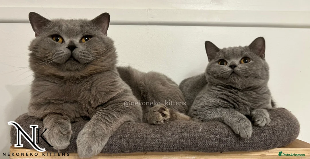 British Shorthair cats for sale: ‼️1 LEFT REDUCED‼️ GCCF REGISTERED BSH 🐻 🧸  - Advert 11
