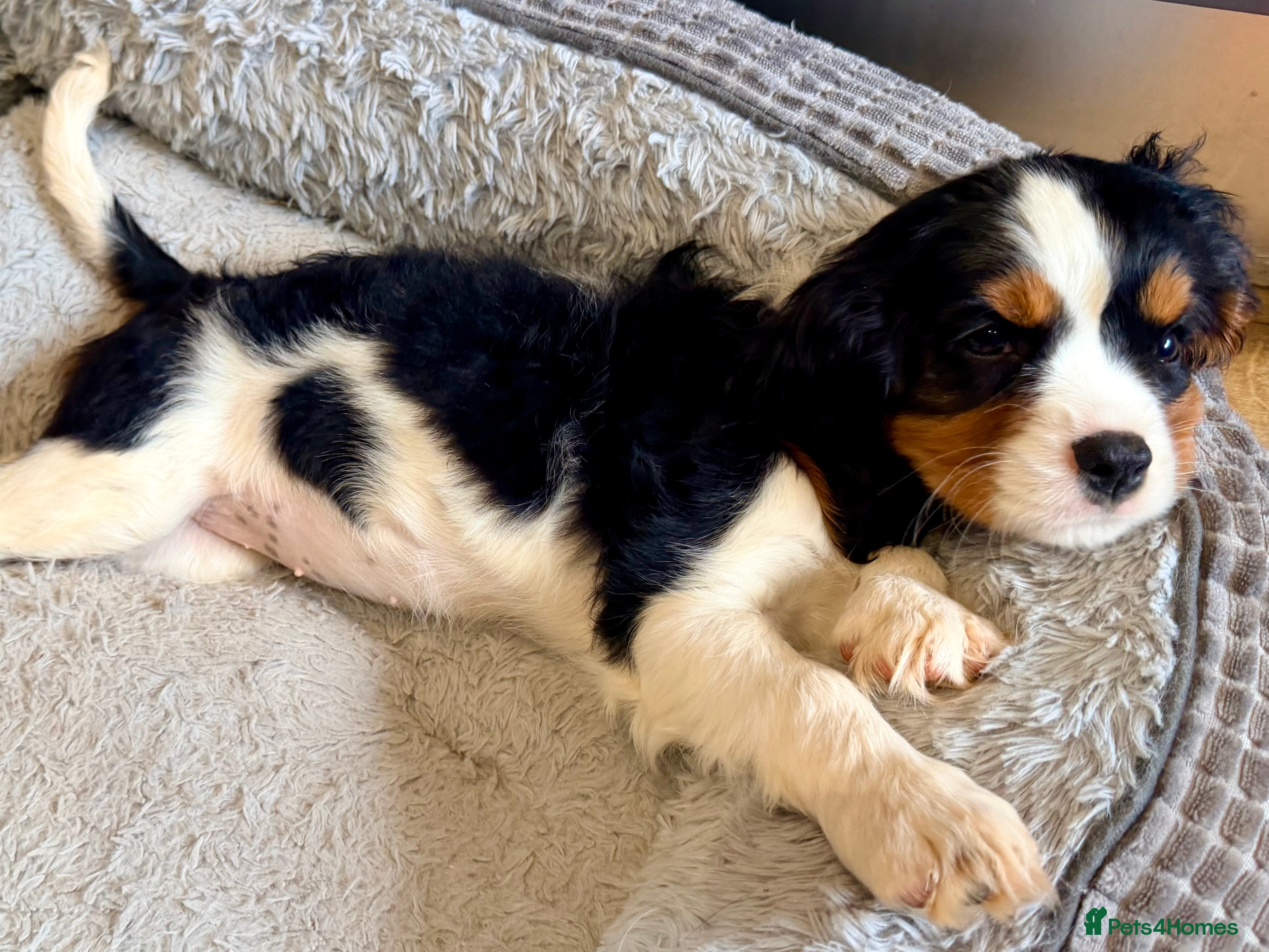 Cavalier King Charles Spaniel dogs Beautiful FEMALE KC Reg Cavalier Puppies - Advert 2