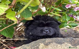 Chow Chow dogs for sale: Chow chow puppies  - Image 29