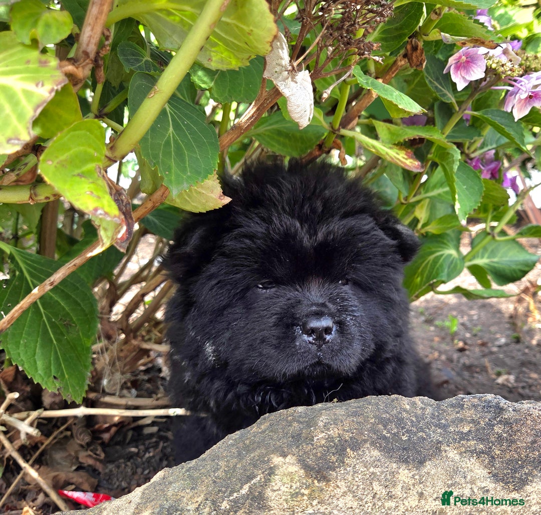 Chow Chow dogs for sale: Chow chow puppies  - Image 29