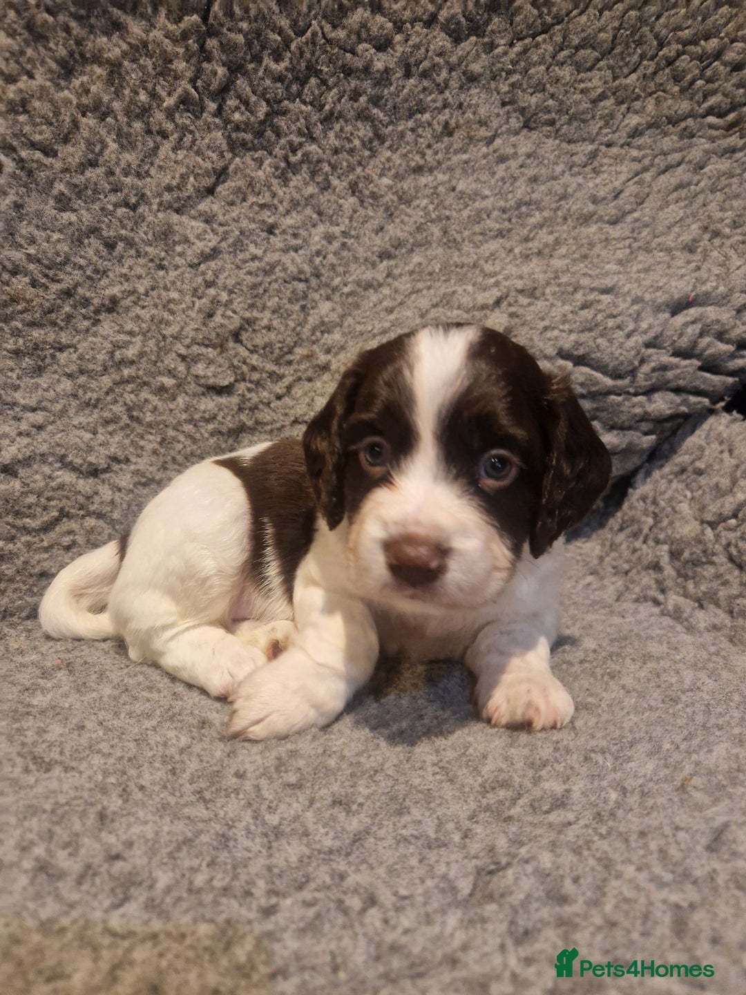 Cocker Spaniel dogs for sale: Stunning kc working cocker spaniels - Image 31