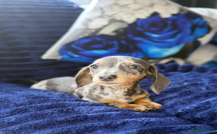 Miniature Dachshund dogs - Advert 12