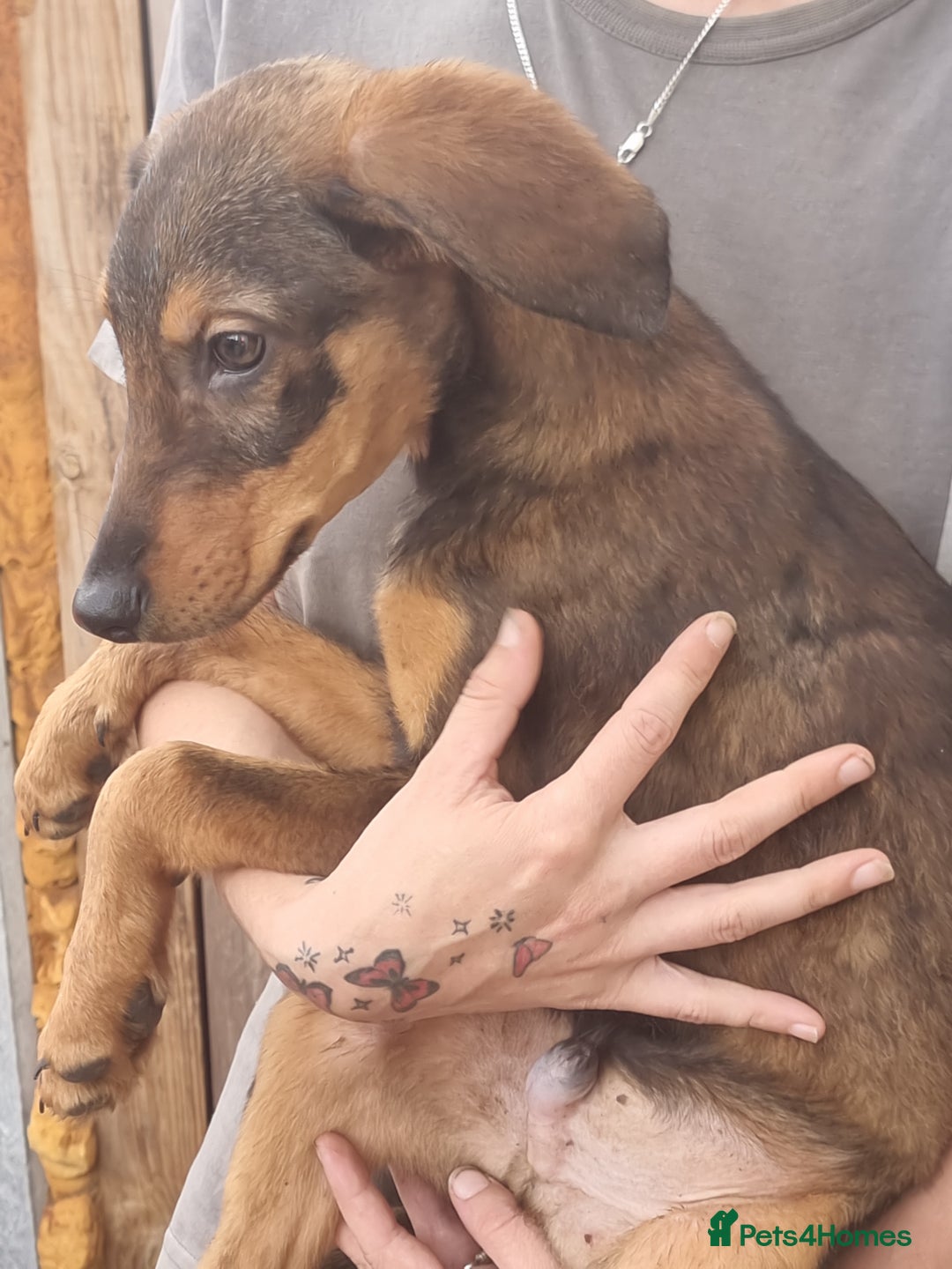 Mixed Breed dogs for sale: Doberman x labrador puppies  - Image 2