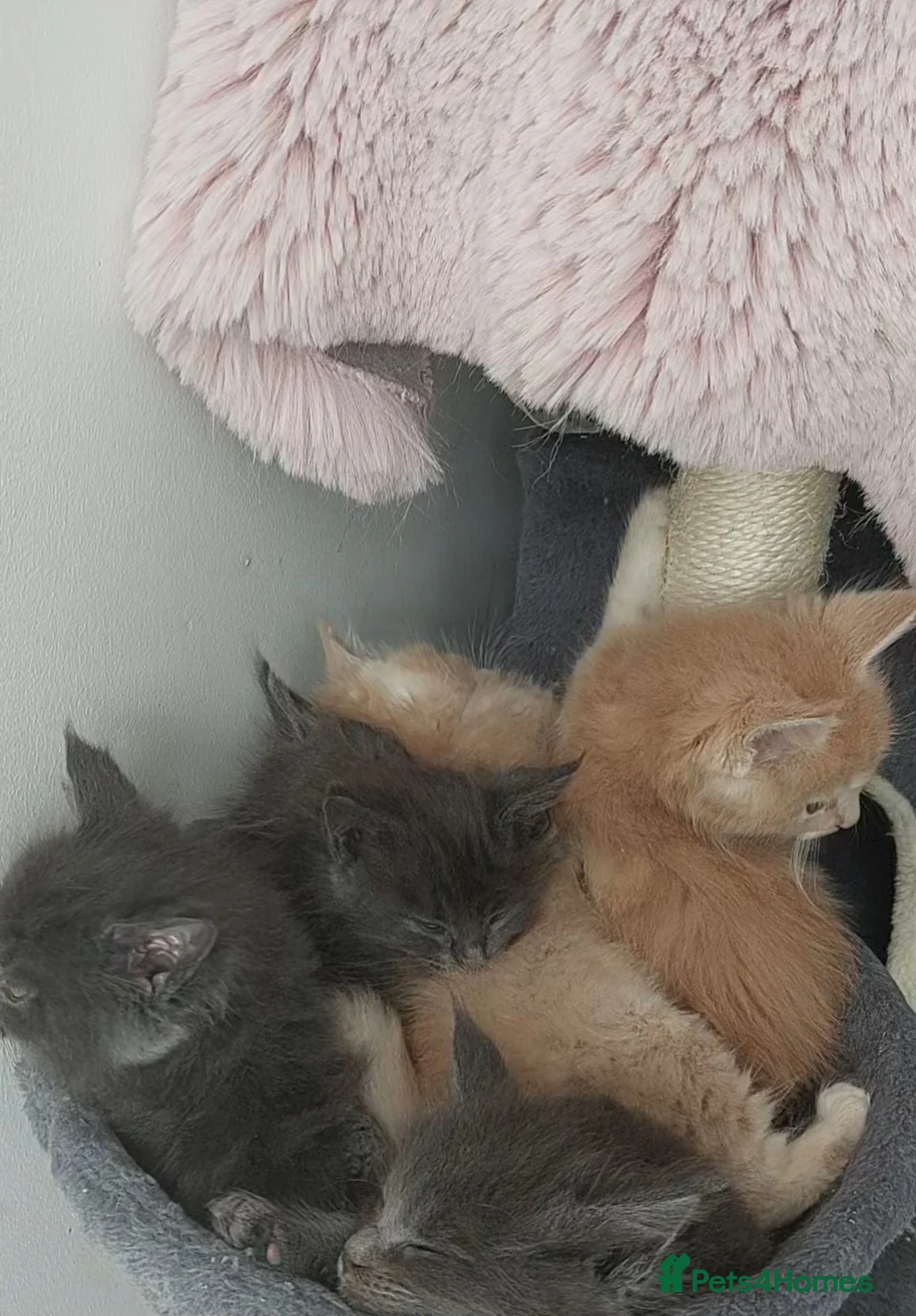 Maine Coon cats for sale: Maine coon for sale - Advert 1
