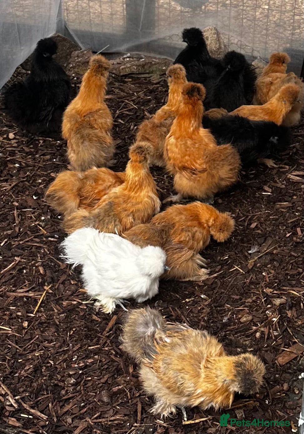 Chickens poultry Silkie Hens -  POINT OF LAY - Advert 1