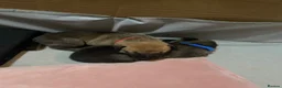 Shepsky dogs for sale: 9 budding Shepsky pups in Saint Helens - Advert 3
