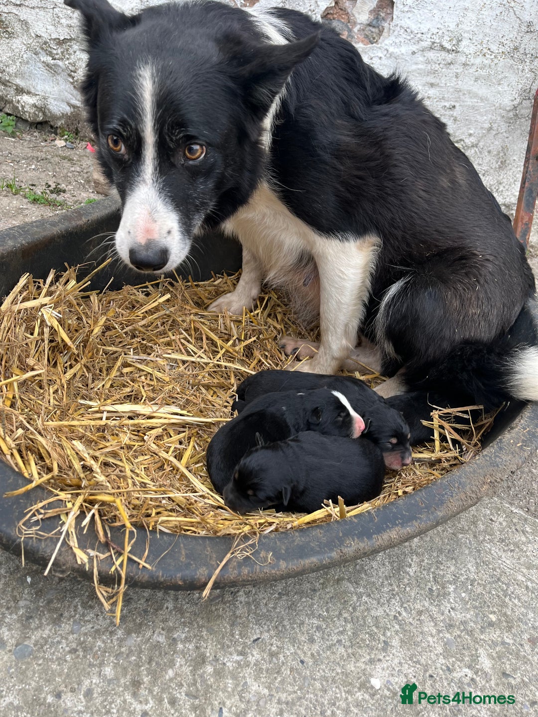 Mixed Breed dogs for sale: Border Collie Puppies - Advert 2