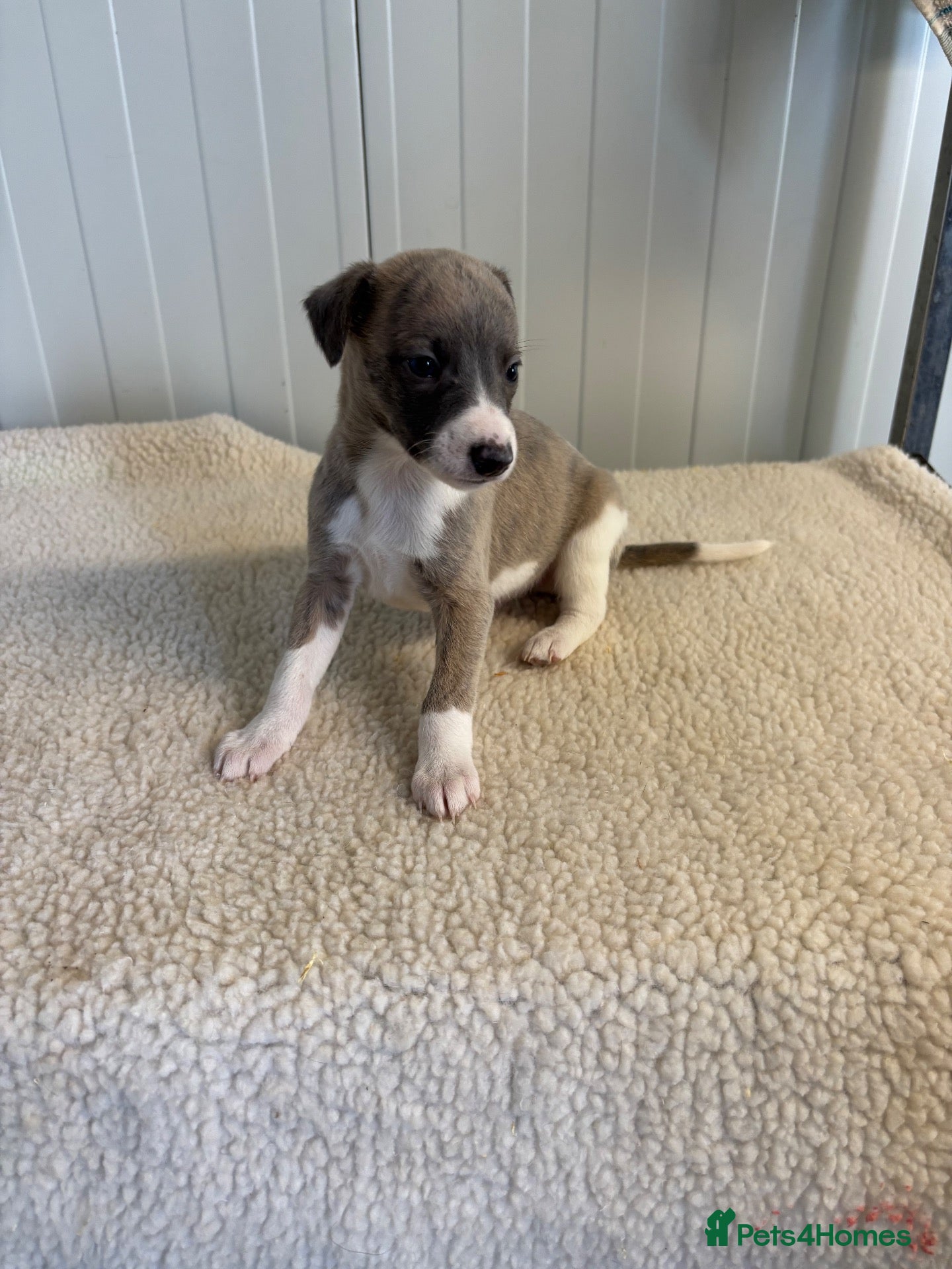 Whippet dogs Quality Whippet puppies. VIEWINGS SUNDAY - Advert 1