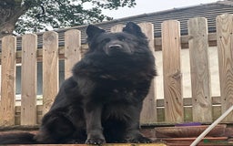 Mixed Breed dogs for sale: Chocolate Shepradors - Image 2