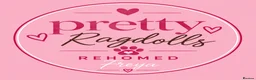 Ragcoon cats for sale: 🐾 Seal Point Ragdoll×Silver Maine Coon Kittens 🐾 - Advert 4